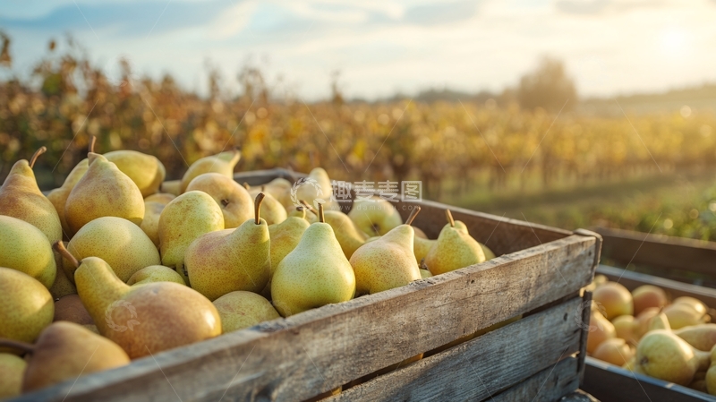 高清大图下载【趣麦麦图】鸭梨丰收1