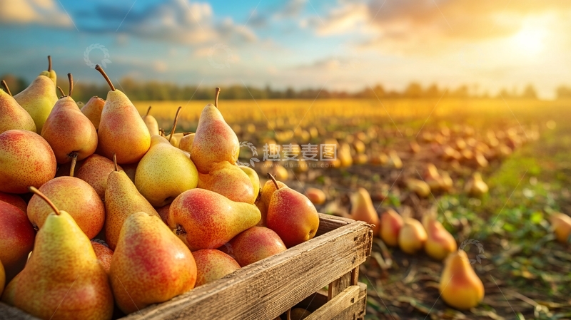 高清大图下载【趣麦麦图】夕阳红梨