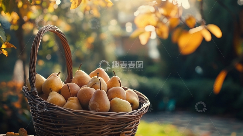 高清大图下载【趣麦麦图】硕果累累的黄杏