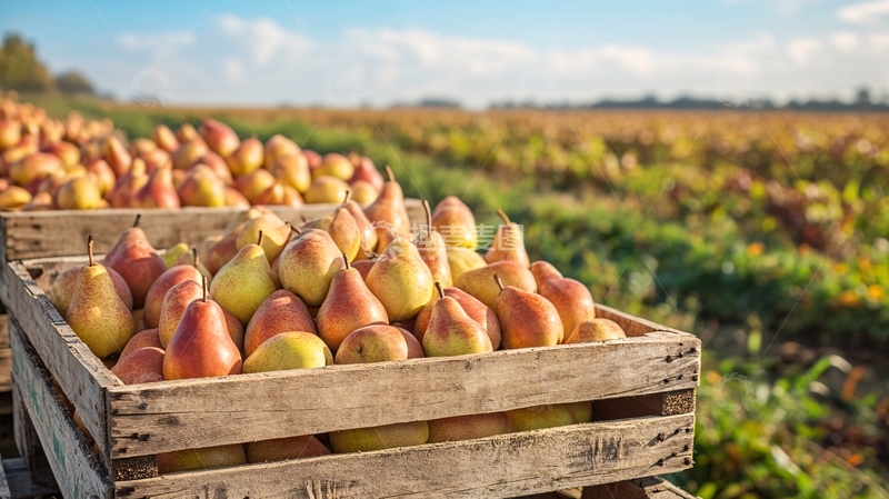 高清大图下载【趣麦麦图】鸭梨丰收