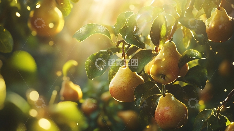 高清大图下载【趣麦麦图】阳光下的水果21