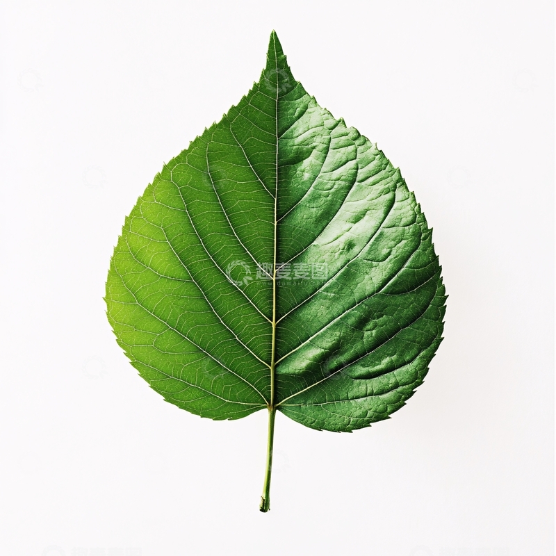 高清大图下载【趣麦麦图】一片树叶素材一片绿叶1