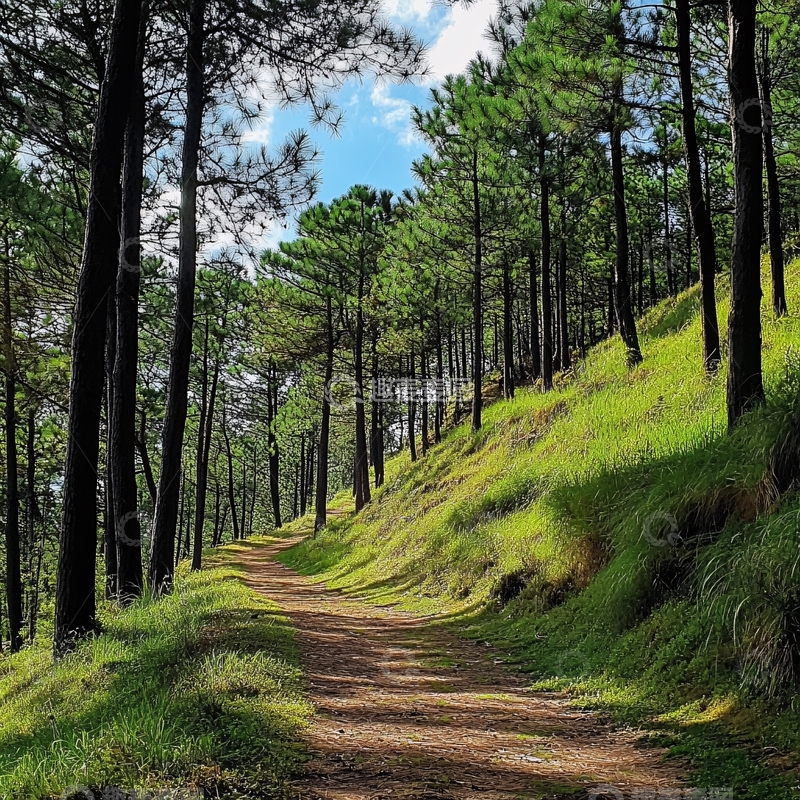 高清大图下载【趣麦麦图】松林山道