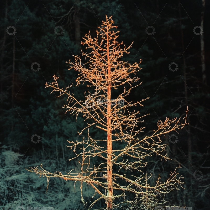 高清大图下载【趣麦麦图】夜晚的雪松