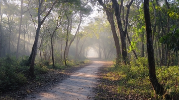 清晨的林间小路1
