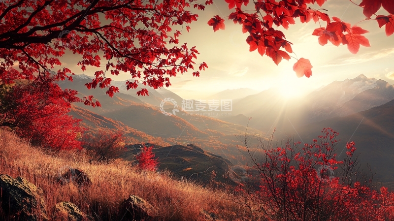高清大图下载【趣麦麦图】枫树满山红叶1