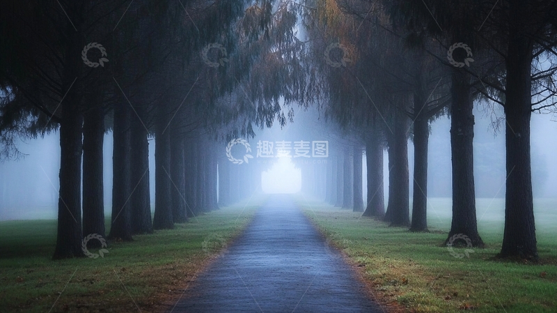 高清大图下载【趣麦麦图】雾里水杉
