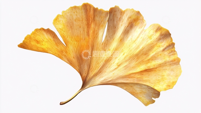 高清大图下载【趣麦麦图】银杏叶贴图