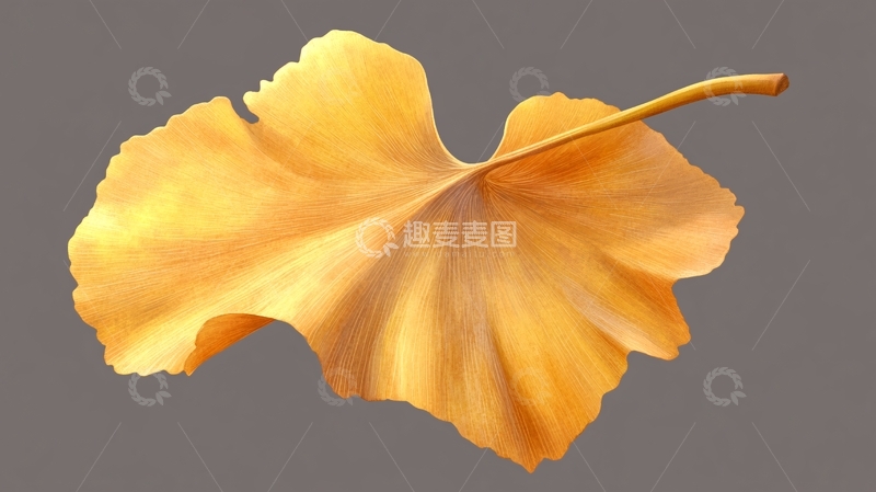 高清大图下载【趣麦麦图】轻奢银杏叶