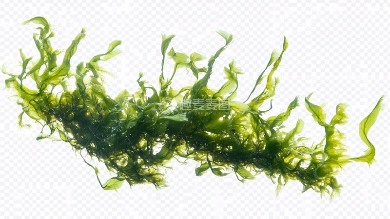 高清大图下载【趣麦麦图】海草素材2