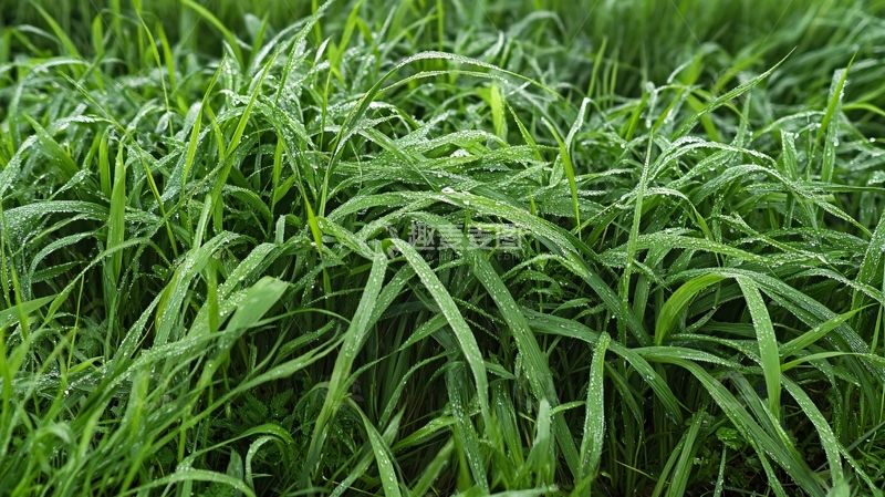 高清大图下载【趣麦麦图】雨后青草1