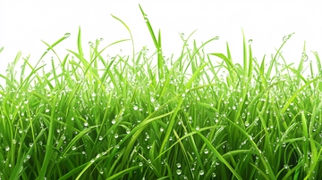 挂满雨水的草丛1