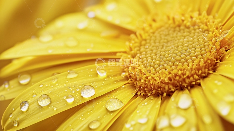 高清大图下载【趣麦麦图】带露珠的金丝菊
