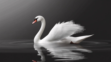 白鹅侧面浮水图