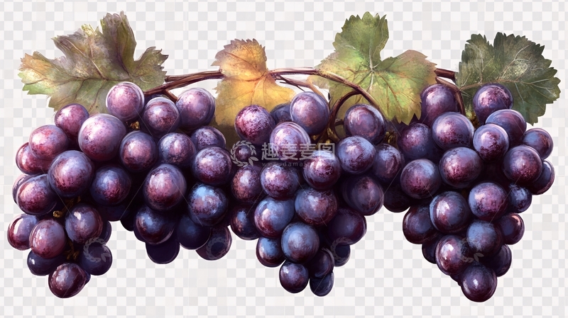高清大图下载【趣麦麦图】手绘写实葡萄6