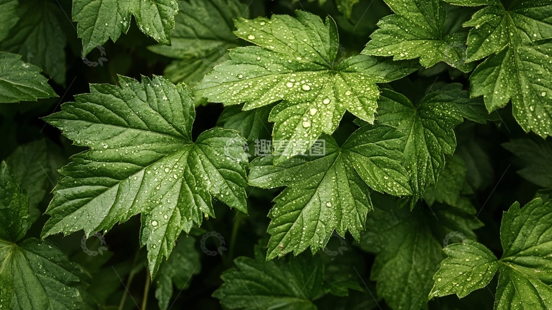 高清大图下载【趣麦麦图】白叶苎麻特写