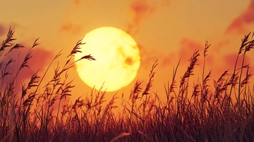 芦苇丛中的太阳