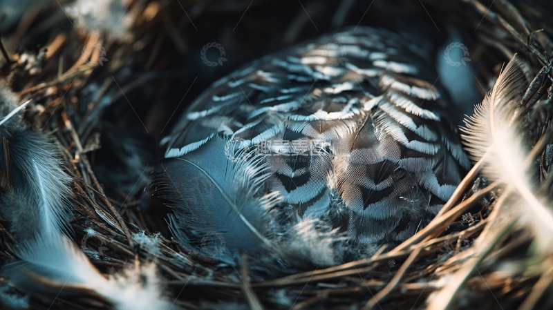 高清大图下载【趣麦麦图】冬季鸟窝