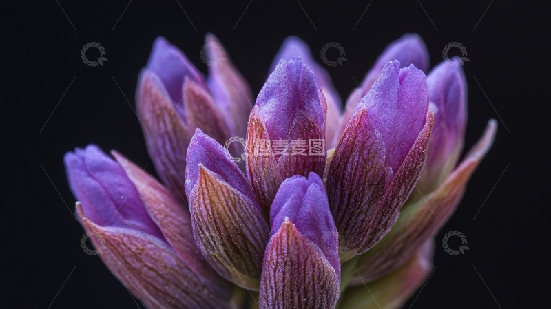 高清大图下载【趣麦麦图】韭兰花蕾