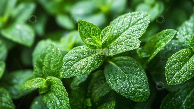 高清大图下载【趣麦麦图】薄荷微距特写