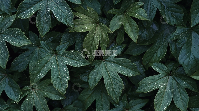 高清大图下载【趣麦麦图】枫树幼苗背景