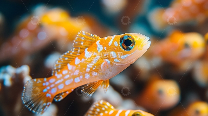 高清大图下载【趣麦麦图】-橘点海蛞蝓