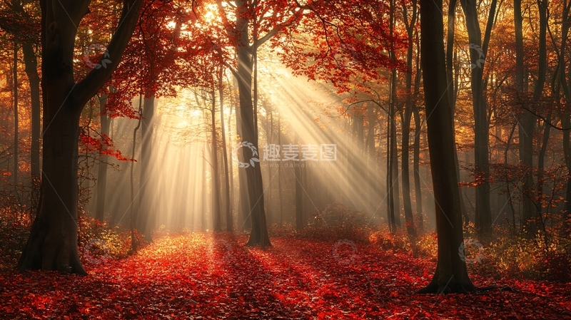 高清大图下载【趣麦麦图】枫林一缕阳光1