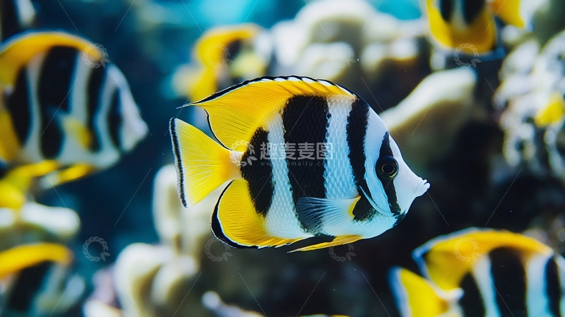 高清大图下载【趣麦麦图】线鳍蝴蝶鱼