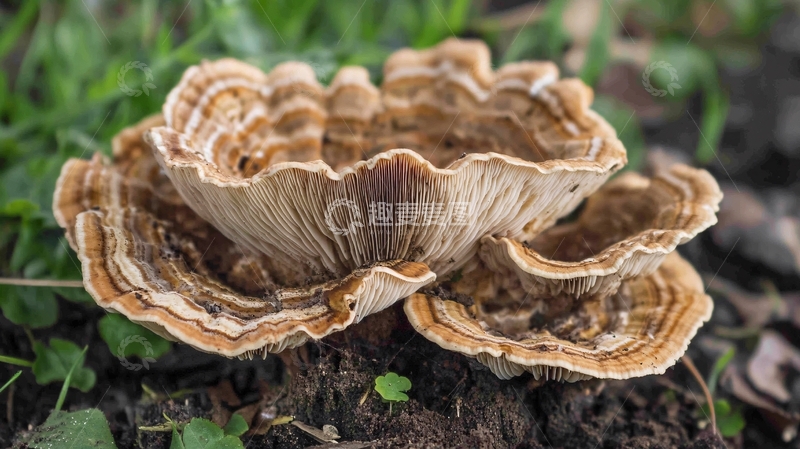 高清大图下载【趣麦麦图】蘑菇生长森林晨