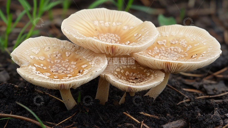 高清大图下载【趣麦麦图】鬼伞属真菌