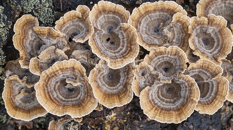 高清大图下载【趣麦麦图】盾形陀螺珊瑚