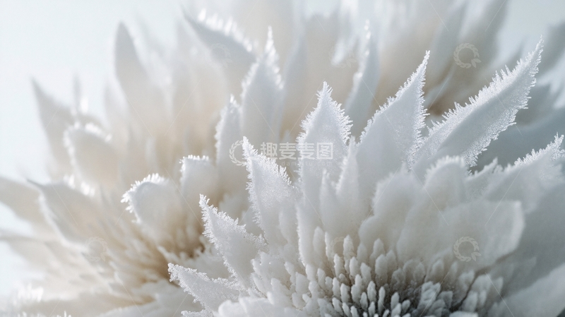 高清大图下载【趣麦麦图】霜花特写