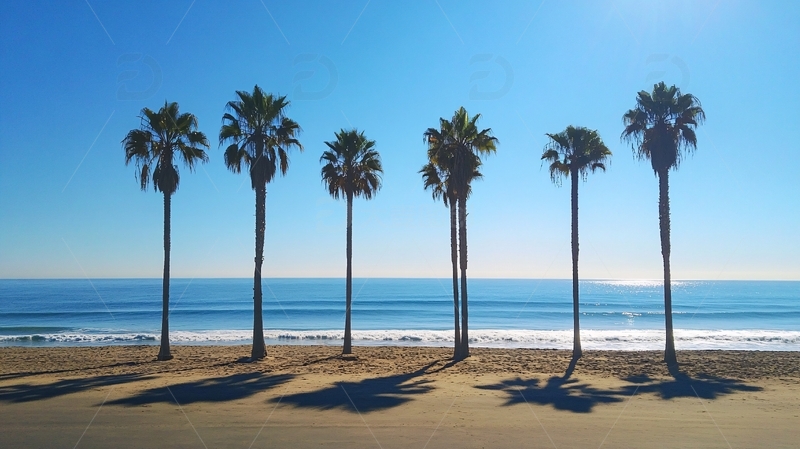 高清大图下载【趣麦麦图】一排棕榈