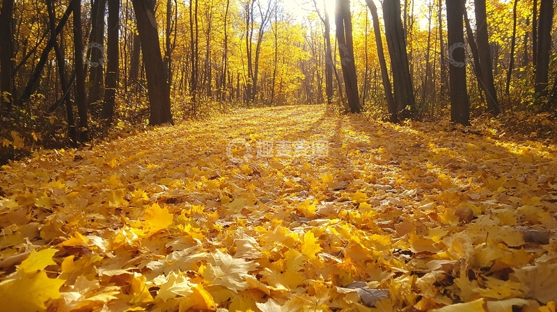 高清大图下载【趣麦麦图】银杏林落叶