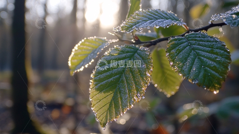 高清大图下载【趣麦麦图】冬日晨露