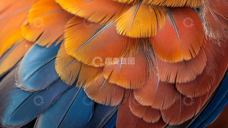 高清大图下载【趣麦麦图】鸟类翎毛1