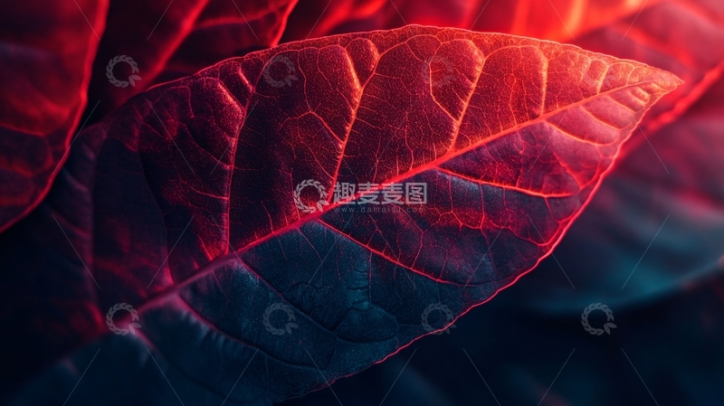 高清大图下载【趣麦麦图】唯美叶脉1