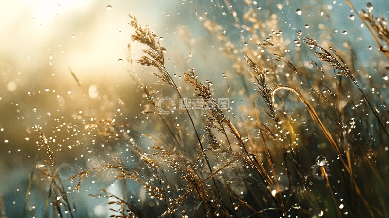 高清大图下载【趣麦麦图】唯美秋天野草从