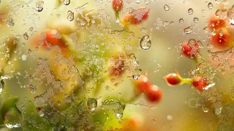 高清大图下载【趣麦麦图】石楠红叶上的雨珠