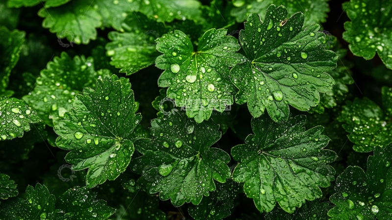 高清大图下载【趣麦麦图】绿叶露珠雨中树叶