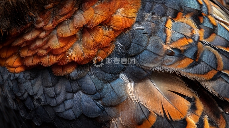 高清大图下载【趣麦麦图】高清动物皮毛