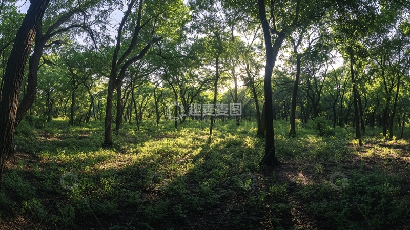 高清大图下载【趣麦麦图】阳光绿森林