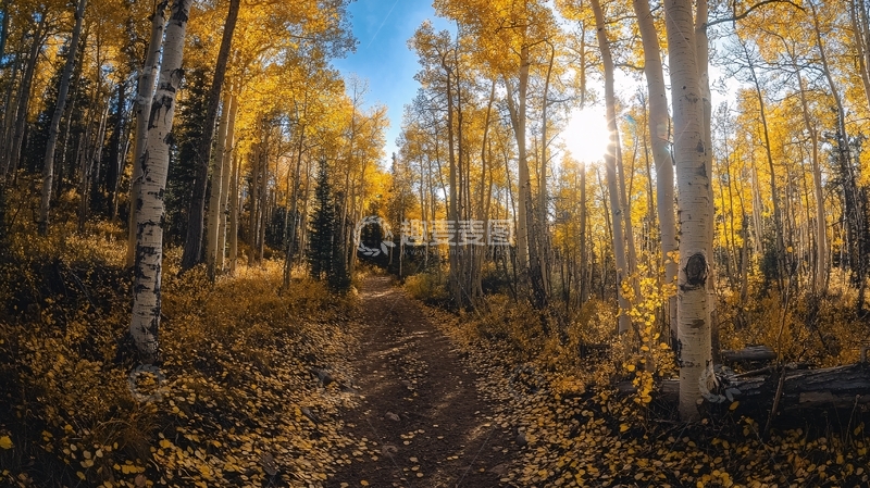 高清大图下载【趣麦麦图】金色白杨林