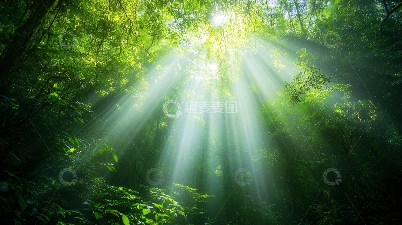 高清大图下载【趣麦麦图】阳光森林素材3