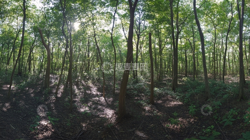 高清大图下载【趣麦麦图】绿森林全景
