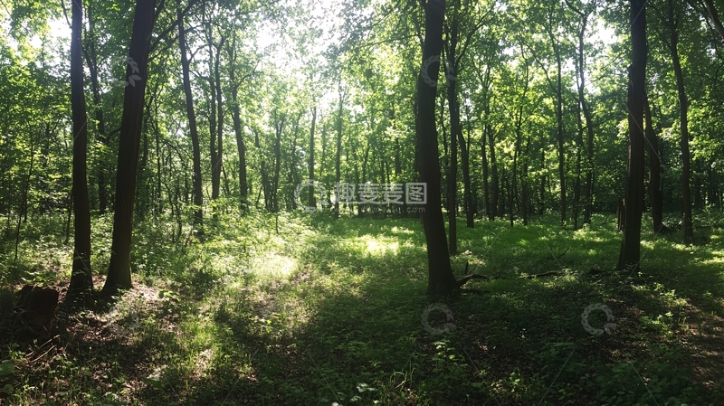 高清大图下载【趣麦麦图】绿森林全景1