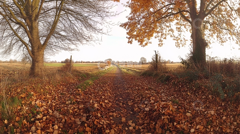 高清大图下载【趣麦麦图】广角的金秋田野