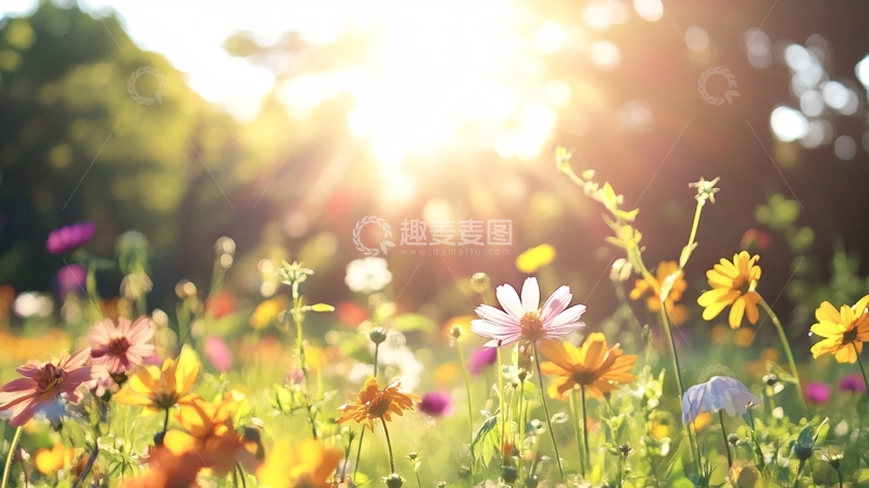 高清大图下载【趣麦麦图】唯美春风阳光12
