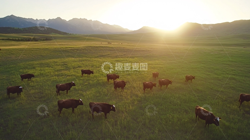 高清大图下载【趣麦麦图】傍晚草原牧归牛群1