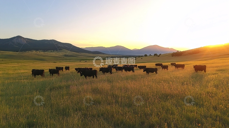 高清大图下载【趣麦麦图】傍晚草原牧归牛群